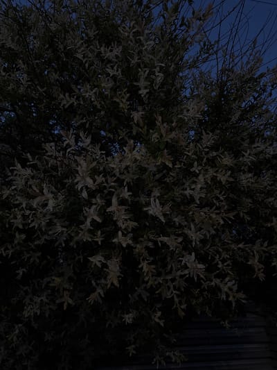 The image displays a close-up view of a tree or large shrub, primarily focusing on its dense foliage against a dark twilight or nighttime sky. The leaves are distinctively pale, appearing light green, almost white, or variegated, which contrasts with the darker branches and the overall dim lighting. Some leaves show hints of darker green or reddish-brown, suggesting a specific plant species like a dappled willow (Salix integra 'Hakuro-nishiki').
Through gaps in the dense foliage, a deep, dark blue sky is visible, indicating either dusk or early night. The overall light conditions are low, casting the scene in muted tones. On the far right side of the image, a dark, vertical structure with faint corrugated or slatted lines can be seen, partially obscured by the tree, suggesting a fence, wall, or building nearby.
There is no discernible activity or event taking place; the image is a static shot of nature. No people or animals are visible. The atmosphere conveyed is tranquil and somewhat mysterious due to the low light. There is no visible text in the image. The implied setting, given the location context, is a rural or semi-rural area within Лабжанскі сельскі Савет, Belarus.