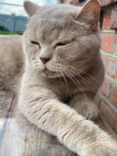 A light gray British Shorthair cat with closed eyes is resting outdoors. The cat is lying on a wooden surface, and a brick wall is visible in the background to the right. The sky and some greenery can be seen behind the cat. The scene is located in Kisliakovskaya, Russia.