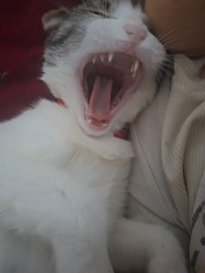 A domestic cat, predominantly white with grey tabby markings on its head and ears, is captured mid-yawn. Its mouth is wide open, exposing sharp canines, incisors, and an extended pink tongue. A thin red collar is visible around its neck. The cat is positioned on its back or side, resting against a light-colored, possibly cream or beige, ribbed fabric, which appears to be clothing, occupying the right side of the frame. A dark red fabric is partially visible on the left, behind the cat's head. The scene is located in the city of Khujayli, Uzbekistan.