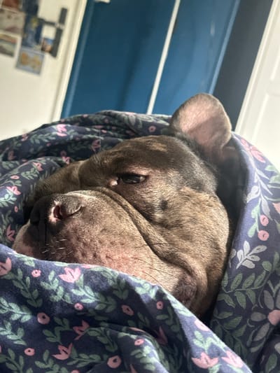 A brindle-patterned dog, likely a French Bulldog or similar brachycephalic breed, rests partially submerged in a dark blue blanket adorned with a repeating pattern of pink flowers and green leaves. The dog's head is visible, with eyes appearing partially closed or drowsy, and the muzzle, nose, and part of one upright ear are prominent. Sunlight illuminates the dog's right side, highlighting the wrinkles on its face and the texture of its fur. The background is an out-of-focus indoor setting, showing a light-colored wall or door frame to the upper left, and a solid blue vertical surface, possibly a door, to the upper right. Blurred objects, possibly framed items, are faintly discernible on the upper left wall. The precise location within the city of Stains, France, cannot be determined from the visual evidence provided.