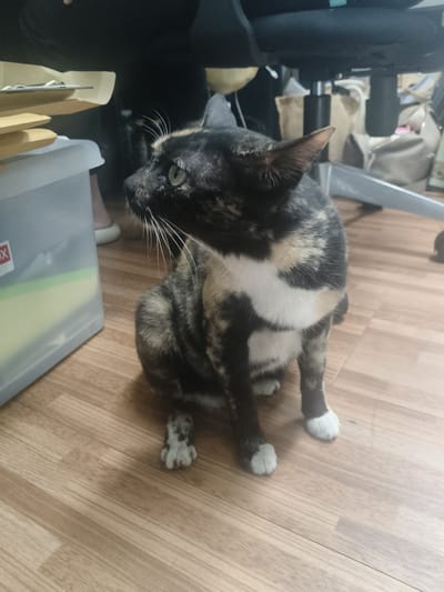 A tortoiseshell cat is sitting on a wooden floor in what appears to be an indoor setting. The cat is facing left, with its head turned to look over its left shoulder. It has green eyes and white whiskers. Its fur is a mix of black, brown, and tan patches, with a white chest and paws. The cat's left front paw is clearly visible, showing white fur.
In the background, to the left of the cat, is a clear plastic storage container with some items inside, and a stack of cardboard folders. To the right of the cat, a dark office chair with a metallic base and wheels is visible. Other background elements are out of focus, but suggest an office or cluttered indoor space.
The lighting in the image is dim, casting some shadows. The wooden floor has a light brown, planked texture. There are no discernible landmarks or indicators that would place this scene specifically in Ban Nong Yao, Thailand, or any other city. The description is limited to the visual information present in the image.
