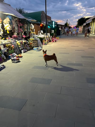 In a paved pedestrian area, a dog with a colorful collar stands in the center of the frame. The dog's shadow stretches long across the ground, suggesting it is either early morning or late evening. To the left of the dog, market stalls are set up, displaying a variety of goods, including stuffed animals and trinkets. In the background, people are visible walking along the pedestrian area, and some are browsing the market stalls. The sky above is a mix of blue and clouds, with hints of pink and orange, indicating a sunset or sunrise. The overall scene appears to be a bustling outdoor market in an urban setting. The provided location context indicates the city is Shcholkine, Ukraine. There is no visible text in the image.