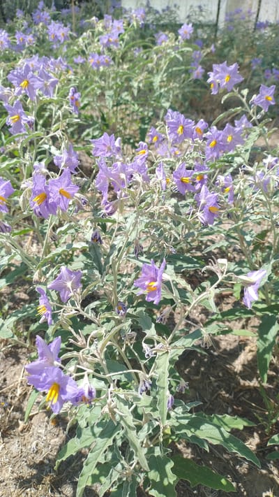 The image shows a patch of purple, star-shaped flowers with yellow centers, growing on a plant with fuzzy, grey-green leaves. The plants are dense and appear to be in a dry, sunny environment. The ground is covered with dry grass and dirt. The flowers are the dominant feature, with many of them in bloom. The background is blurred, but appears to be more of the same plant growth, with some hints of a fence or structure. The scene is located in Perea, Greece.