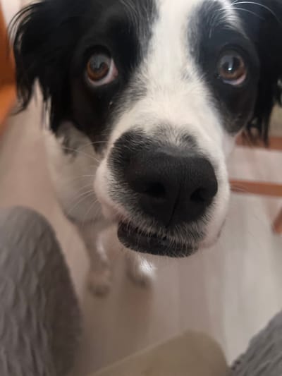 The image depicts a close-up, eye-level perspective of a black and white domestic dog. The dog's face occupies the majority of the frame, with prominent brown eyes gazing upward towards the camera, suggesting an interaction with an individual positioned above it. The nose is black and wet, with whiskers visible on both sides of the muzzle. The fur around the muzzle, forehead, and cheeks is predominantly white, contrasted with black fur around the eyes, ears, and top of the head. A small portion of what appears to be a tongue or lower lip is faintly visible beneath the upper lip on the right side of the frame. The background is out of focus, showing indistinct light-colored shapes, indicative of an indoor setting with soft ambient lighting. The specific location within Atizapán de Zaragoza, Mexico, cannot be determined from the visual information provided. No human subjects are visible.