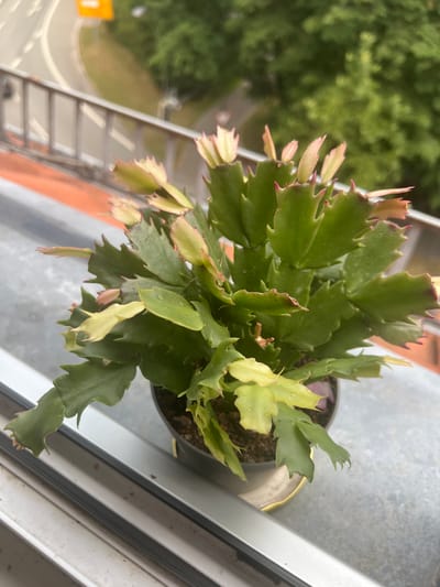 This media file features a close-up, overhead shot of a Schlumbergera (Christmas cactus) plant in a pot. The plant has thick, green, segmented leaves with pinkish-red edges, and some new growth appears pale yellow, indicating it may be starting to flower. Tiny water droplets are visible on some of the leaves. The pot is dark-colored and sits on a light gray, metallic surface, possibly a windowsill or balcony railing. In the background, out of focus, is lush green foliage, suggesting an outdoor setting with trees. To the left of the frame, a metal railing and part of a walkway or road can be seen, hinting at an urban or suburban environment. The lighting suggests it is daytime, possibly overcast given the diffused light. There is no text visible in the image. The overall impression is a still life of a healthy houseplant.