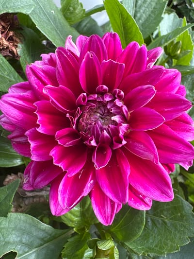 This is a close-up, vertical, eye-level shot of a vibrant fuchsia-colored dahlia flower. The dahlia is in full bloom, with numerous petals radiating outwards from a tightly packed center. The petals have a velvety texture and are slightly ruffled, with some showing subtle white edges. The flower is surrounded by lush, green foliage, some of which is slightly out of focus. In the upper left portion of the frame, a small, dried, brown organic element is visible amongst the green leaves. There are no people or animals present in the image, nor any discernible human structures or urban elements. The scene appears to be in a garden or natural setting, with no specific indicators of its location within Oreshak, Bulgaria.