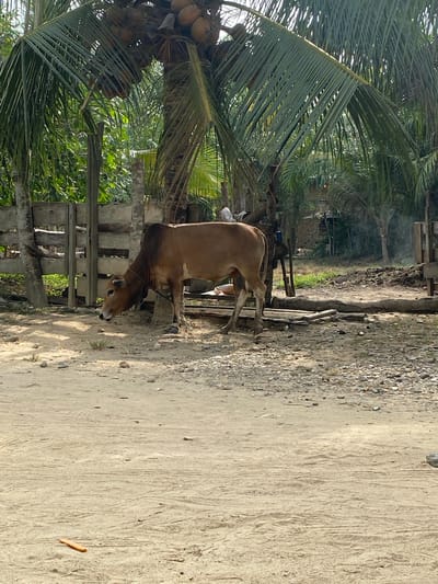 A brown cow stands on a dirt path in a rural, tropical setting. The cow is light brown with darker markings on its head and legs, and a rope or halter is visible around its neck. Its head is lowered, appearing to graze or inspect the ground.
To the left of the path, several large coconut palm trees dominate the scene, with clusters of ripe coconuts hanging from them. Dense green foliage and bushes provide a lush backdrop. A wooden fence or barrier runs alongside the path, separating it from the vegetation.
The path itself is composed of light-colored dirt, textured with tire tracks or foot traffic, and scattered with small stones and gravel, particularly on its left edge. In the mid-ground, beyond the vegetation, indistinct structures, possibly homes or sheds, are visible, and faint smoke can be seen rising, suggesting distant activity.
The image depicts a clear, sunny daytime with bright, direct lighting and visible shadows, indicating fair weather. The abundance of coconut trees and the rustic environment point to a tropical or subtropical rural area, aligning with the provided location context of Seuneubok Teungoh, Indonesia. There is no visible text in the image.