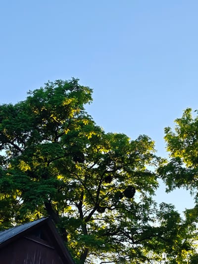 The image shows the top of a wooden structure, likely a shed or a small building, in the foreground. Above the structure, lush green trees with sunlit leaves fill the frame. The sky is clear and blue. The scene appears to be outdoors, possibly in a residential or park area. Based on the provided information, this scene is located in Parkhomivka, Ukraine. There are no people or specific actions depicted in the image.