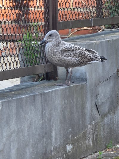 A juvenile seagull stands on a concrete ledge. The bird is facing left, with its head slightly tilted down. Its plumage is a mottled gray and white, with darker markings on its wings and back. The seagull's legs and feet are visible, and they appear to be a pale gray color. The concrete ledge is rough and weathered, with some cracks and discoloration. In the background, there is a chain-link fence with a brick wall behind it. Green vegetation is visible through the fence. The overall environment appears to be an outdoor urban setting. This scene could be located in the city of Sopot, Poland, given its coastal location which attracts seagulls, and the presence of urban infrastructure like concrete ledges and fences.