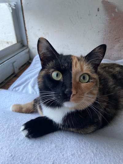 The image shows a calico cat looking up from a close-up perspective. The cat has striking green eyes and a distinctive face divided into black and orange patches. White fur is visible around its muzzle and chest. Its whiskers are long and white. The cat is lying on a textured white surface, possibly a blanket or cushion. In the background, there's a hint of a window frame and an outdoor area with a light-colored, speckled surface that could be concrete or a wall. The lighting suggests it might be daytime. The cat appears alert and engaged, possibly looking at the person taking the photo.