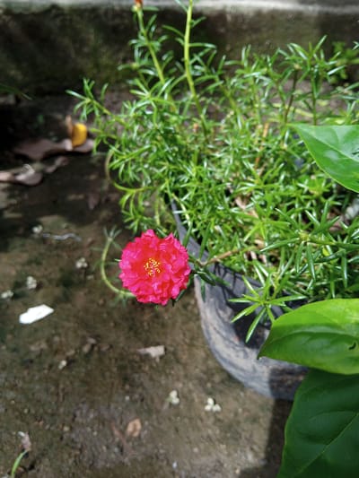 A bright pink, multi-petaled flower blooms from a green, bushy plant. The plant is in a dark, textured pot, which sits on a ground of dark, damp soil. The background is out of focus, showing patches of grey concrete and scattered leaves. The scene is likely an outdoor garden in Buketteukuh, Indonesia.