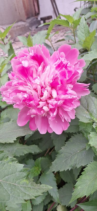 A close-up, vertical shot captures a vibrant pink peony flower in full bloom, its petals ruffled and layered. The flower is the primary subject, occupying the majority of the frame. Surrounding the bloom are numerous green leaves, some in sharp focus and others softly blurred, providing a naturalistic backdrop. The background is indistinct, suggesting an outdoor setting, possibly a garden or natural landscape, with hints of a textured wall and vertical structures that could be part of a building or fence. The lighting is bright, illuminating the flower's rich color and delicate textures. The overall impression is one of natural beauty and floral abundance. The image does not contain any people or overt actions, focusing solely on the static beauty of the peony and its foliage.