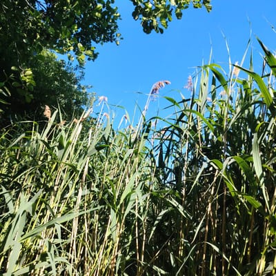 The image captures a low-angle view of tall green reeds and cattails swaying against a bright blue sky. In the upper left corner, lush green leaves and branches of trees are visible, casting shadows on some of the reeds. The reeds are dense, with their long, slender leaves dominating the foreground. Some of the reeds have dried, feathery seed heads, characteristic of cattails. The lighting suggests a sunny day, with sunlight filtering through the foliage and illuminating parts of the reeds, creating a dappled effect. There are no people or animals visible in the image. The scene appears to be a natural outdoor environment, possibly a marshy area or the edge of a body of water. The prompt mentions the city of Vecslabada, Latvia, but there are no specific visual cues within the image to confirm this location.