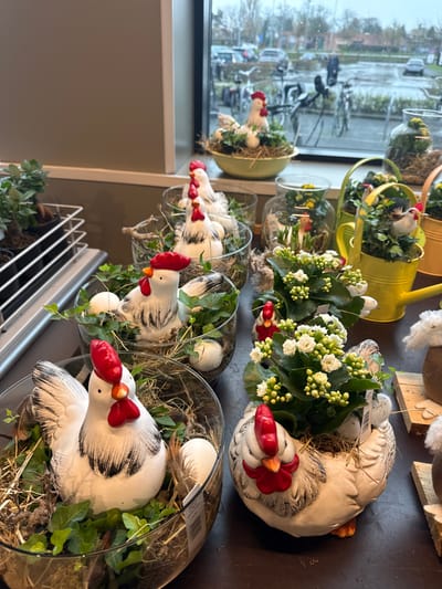 The image displays an indoor retail scene in Sint-Niklaas, Belgium, featuring a collection of spring or Easter-themed decorations arranged on a dark display surface. The foreground is occupied by multiple clear glass bowls, each containing a white ceramic chicken figurine with black accents and a red comb/wattle. These chickens are nestled amidst artificial hay, green ivy, and white decorative eggs. Five such arrangements are visible in a linear display. To the right, two textured white ceramic hen-shaped planters hold pots of white-flowering plants, identified as Kalanchoe, with small white decorative eggs at their base. A smaller ceramic rooster figure is partially visible behind these planters. Further right, a yellow watering can-shaped planter contains greenery and a small decorative bird, with another yellow planter partially visible behind it. Elements of other brown and white decorative items are discernible on the far right. In the background, a large window reveals an overcast outdoor urban environment. The outdoor scene includes a paved area with parked bicycles and distant vehicles, as well as trees and buildings. A single ceramic chicken display, similar in style to those in the foreground but situated in a yellow bowl, rests on the windowsill. No individuals are directly depicted interacting with the display within the frame.