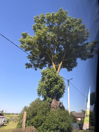 A tall, mature tree with a thick trunk and a full canopy of green leaves stands prominently against a clear blue sky. The tree is partially obscured by dense green foliage at its base and also has a telephone wire running across it from the left. In the background, there are glimpses of rural buildings with grey roofs, a wooden fence, and a utility pole with wires. The overall environment suggests a sunny day in a rural setting, possibly in the Васілішкаўскі сельскі Савет, Belarus. The image appears to have been taken through a window, as indicated by reflections on the right side.