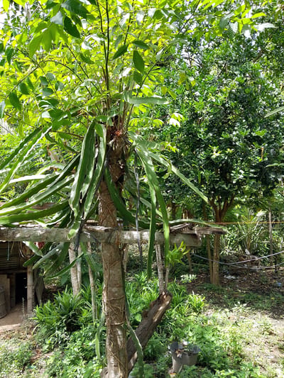The image depicts a tropical garden scene in Meunasah Kulam, Indonesia, characterized by lush greenery and natural light. In the foreground, a dragon fruit plant with its characteristic long, segmented stems is the focal point, climbing a wooden support structure. The stems are a vibrant green, some reaching downwards and others extending horizontally. Behind the dragon fruit plant, other trees and various types of vegetation are visible, creating a dense, layered environment. The ground is covered with fallen leaves and smaller plants, indicative of an outdoor setting. The presence of a simple wooden structure, possibly a shelter or trellis, and a grey plastic bucket in the lower right corner suggest a cultivated, yet somewhat rustic, garden. The overall impression is one of natural abundance and a tranquil, rural atmosphere.