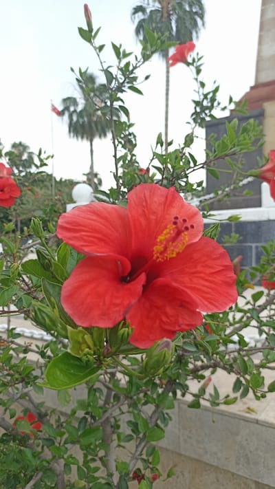 This media file features a close-up of a vibrant red hibiscus flower in the foreground. The flower is in full bloom, with its petals unfurled and its stamen prominently displayed with yellow pollen. The plant has green leaves and several buds, some of which are partially open. In the background, out of focus, are palm trees, a flagpole with a flag that appears to be red, and some architectural elements that suggest an outdoor public space. The sky is overcast, indicating a cloudy day. The scene is likely outdoors, possibly in a garden or park. There is no discernible text in the image. The location context is Mersin, Turkey.