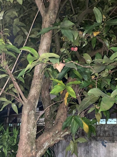 A close-up, low-light photograph captures the trunk and branches of a tree with lush green foliage and some red fruits. The tree is positioned in front of a concrete wall, beyond which a barbed-wire fence is visible. In the background, the lights of a building suggest an urban setting. The scene is likely located in the city of Banjarmasin, Indonesia, based on the visual cues of dense vegetation, a concrete wall, and a barbed-wire fence commonly found in residential or industrial areas. The image is devoid of any people or visible actions.