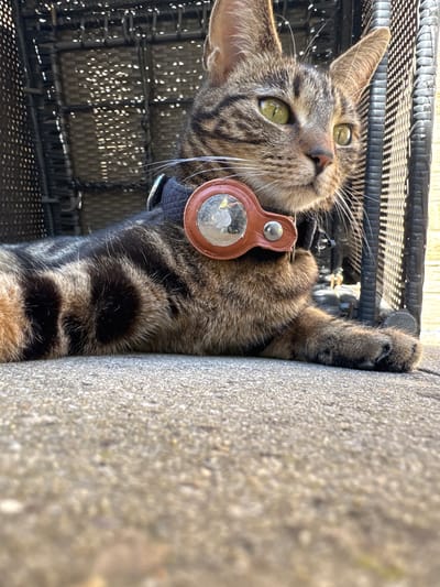 A close-up, brightly lit outdoor photograph features a tabby cat lying horizontally. The cat has distinctive striped and spotted brown and black fur. It wears a black collar with a brown, circular holder attached, which contains a silver, reflective disc resembling an Apple AirTag. The cat's head is turned towards the viewer, displaying striking green eyes that appear alert and curious, along with prominent white whiskers.
The cat is resting on a dark, woven outdoor chair or furniture, made of a material like rattan. To the left of the cat, a textured, light grey surface, consistent with concrete or stone paving, runs vertically. Strong natural sunlight illuminates the scene, creating highlights on the cat's fur and eyes. Dappled light patterns are visible through a perforated structure in the background on the right, indicating an outdoor setting with partial shade or a screen. The image suggests a sunny daytime scene in a garden or patio in Desborough, United Kingdom. The cat appears calm and observant. No readable text is clearly visible on the collar attachment.