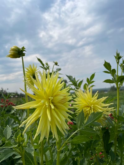 A close-up, eye-level shot captures a cluster of bright yellow dahlias in a field under a cloudy sky. The dahlias are the primary subjects, with their spiky petals and vibrant color dominating the foreground. One large dahlia bloom is in sharp focus on the right, its petals extending outwards. To its left, another slightly smaller dahlia is also visible, and further back, a third bloom and a bud can be seen. The dahlias are surrounded by lush green foliage and stems. In the blurred background, hints of red flowers and more greenery suggest a garden or farm setting. The sky above is filled with soft, greyish-white clouds, creating a diffused light over the scene. The location of Baldeyka, Russia, is not visually evident in the image.