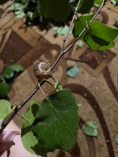 A small snail with a patterned shell is crawling on a thin, bare branch. The branch is adorned with several green leaves, some of which are partially out of focus. The background consists of a brown, patterned surface, possibly a carpet or rug. The lighting is dim, creating shadows. The scene appears to be indoors, given the carpeted surface and the presence of what looks like a hand holding the branch. The image does not contain any specific landmarks or indicators to determine its location within the city of Mirnyy, Russia.