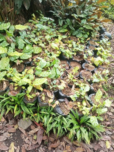 An abundance of plants, mostly Calathea species, thrives in small black plastic pots. The pots are densely packed together on the ground, interspersed with patches of vibrant green grass-like plants. The scene is set outdoors, with a backdrop of mature trees and a ground covered in fallen leaves. The overall impression is one of a plant nursery or a garden display.