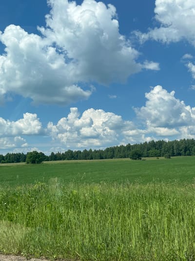 This is an image of a rural landscape under a bright blue sky dotted with fluffy white clouds. In the foreground, tall green grass grows densely. Behind the grass is a large, flat green field. Further in the distance, a dense line of green trees forms the treeline of a forest. The image does not contain any people, objects, or actions that would suggest it is located within the city of Krasnoyarsk, Russia.
