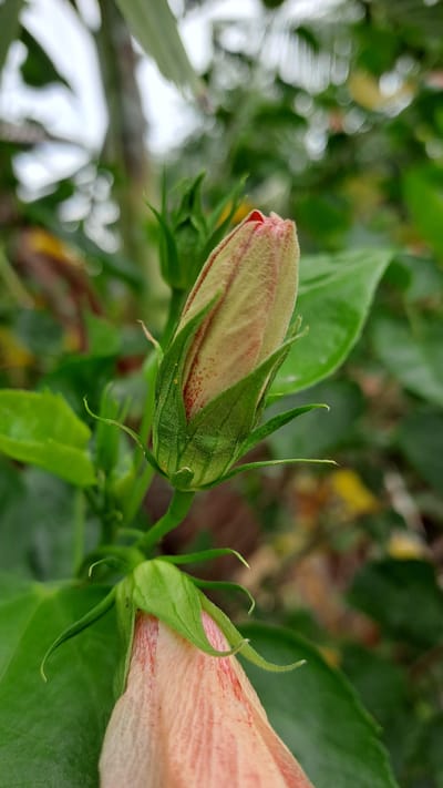 The image shows a close-up of a light pink hibiscus bud, partially opened, with green sepals and a hint of red veining on the petals. The bud is surrounded by lush green leaves and a blurred background of foliage and what appears to be a bright sky. A second, more opened hibiscus flower, also light pink with red stripes, is visible at the bottom of the frame. The setting is an outdoor natural environment.