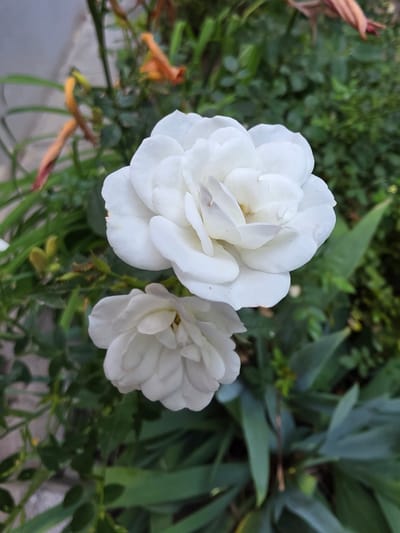 A close-up, eye-level shot captures two white roses blooming amongst green foliage. The larger rose is in the upper half of the frame, its petals tightly furled, while a smaller rose sits below it. In the background, out-of-focus elements include orange flowers, green leaves, and a grey, possibly paved, surface to the left. The overall lighting suggests it is daytime. The scene is located in Frankfurt, Germany.