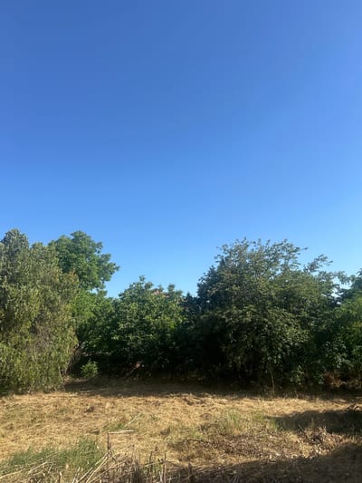 The image depicts a clear blue sky above a line of lush green trees. In the foreground, dry, golden-brown grass and fallen branches cover the ground, suggesting a rural or uncultivated area. The scene appears to be a natural landscape under bright sunlight.
