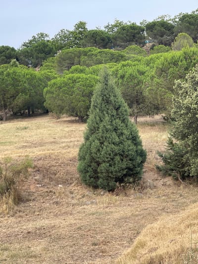 The image depicts a hillside covered with dry grass and scattered evergreen trees. In the foreground, a prominent conical evergreen tree stands in the center. Behind it, rows of similar evergreen trees extend up the slope, forming a dense forest. The background shows a slightly sloped terrain with more trees and a hazy sky. There are no people or animals visible in the image. The scene appears to be a natural landscape, possibly a park or a wooded area. The provided context suggests this location is in Santa Coloma de Gramenet, Spain.