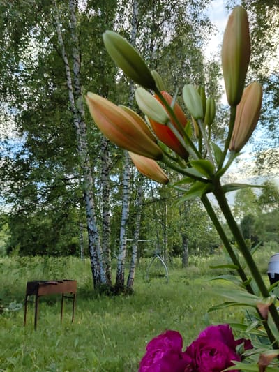 An outdoor scene at dusk in Алесь-2002, Russia, features a close-up of several lily buds, some orange-hued and others pale green, on a stem in the foreground. To the left, a dark, metal barbecue grill stands on a grassy lawn. In the mid-ground, a stand of birch trees with white and black bark forms a backdrop, with dappled sunlight filtering through their green leaves. In the far background, a faint, light-colored swing set can be seen. Two deep pink peony flowers are partially visible in the bottom right corner of the frame. The overall lighting suggests late afternoon or early evening.