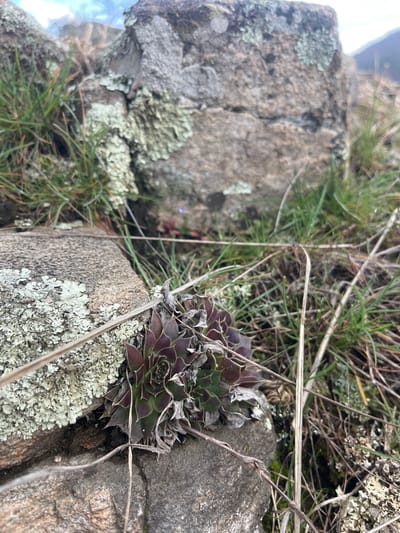 This image presents a close-up view of a natural outdoor scene in Srednogortsi, Bulgaria. The primary subject is a rosette-forming succulent plant, featuring dark green leaves with pronounced reddish-purple tips, nestled within a crevice between two irregular grey-brown rocks. The rocks themselves are textured and display significant coverage by various lichens, including widespread patches of white and light green species. Surrounding the central plant and rocks, both living green grass blades and dried, straw-colored grass stalks are visible. Moss and dark soil are present in the gaps and surrounding ground areas. No human subjects or explicit actions are depicted. The scene is illuminated by natural light.