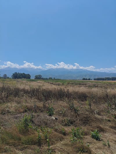 This media file depicts a vast, dry grassland stretching towards a distant mountain range. The foreground is dominated by tall, golden-brown grasses and dry vegetation, with some patches of green shoots emerging. Several clusters of green bushes and some sparse, dry stalks are scattered throughout this area. In the mid-ground, a line of lush green trees forms a transition zone. Beyond the trees, fields of a lighter golden hue, possibly crops, are visible. The background features a majestic mountain range, with some peaks capped with snow and touched by white, fluffy clouds. The sky above is a clear, bright blue.
The scene suggests a warm, sunny day, likely midday given the bright lighting. The dry vegetation indicates a dry season or arid climate. The presence of both dry and green vegetation, along with the distant snowy mountains, hints at a location with varied topography and climate. The overall impression is one of natural beauty and expansive, open space. No people or specific objects are visible. There is no discernible text in the image. The location context provided is Жалпақсай, Kazakhstan, which aligns with the mountainous landscape and potentially the vegetation types.