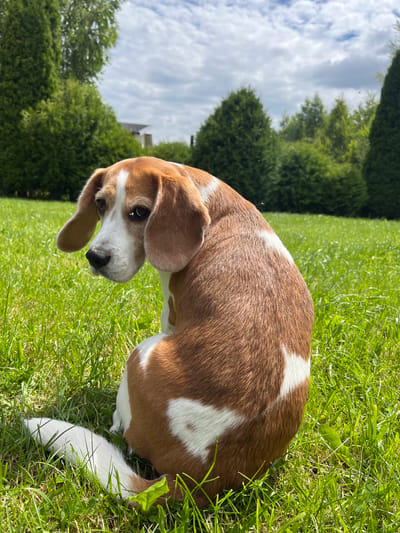 A tri-color beagle dog is sitting in a grassy area, looking over its left shoulder. The dog has brown, white, and black markings. Its ears are long and floppy. The background consists of green trees and a cloudy sky. The location is identified as Княжыцкі сельскі Савет, Belarus.