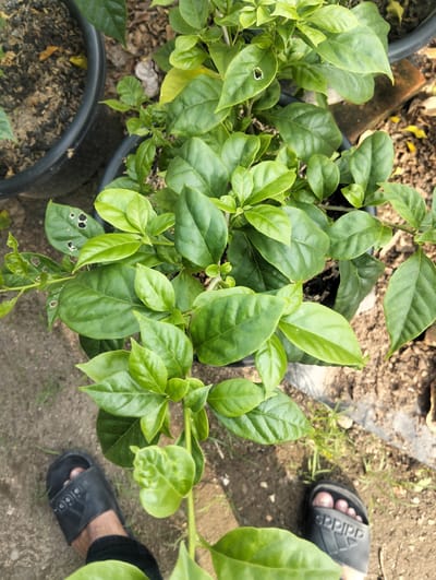 This is a medium-angle, eye-level shot of a potted plant with dark green leaves, positioned outdoors in what appears to be a residential setting in Cotseurani, Indonesia. The plant is situated in a black plastic pot, with other pots and loose soil visible in the background. A person's feet, wearing black Adidas slides, are visible in the lower left and lower right corners of the frame, indicating their presence nearby. The ground is a mixture of soil and some sparse vegetation. The lighting suggests it is daytime, with shadows cast on the ground. The overall scene is casual and appears to be an outdoor area of a home or garden.
