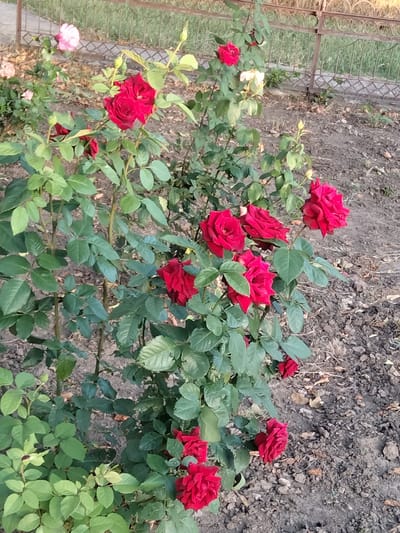A medium-shot, slightly angled view shows a rose bush with numerous red roses in various stages of bloom, along with green foliage. Some of the roses are in full bloom, displaying their layered petals, while others are still developing buds. The bush is planted in dark, dry soil, with fallen leaves scattered on the ground. In the background, a weathered metal fence with decorative scrollwork encloses a grassy area. The lighting suggests it could be daytime, possibly late afternoon given the soft shadows. The scene appears to be outdoors, in a garden or yard setting. There is no visible text in the image.