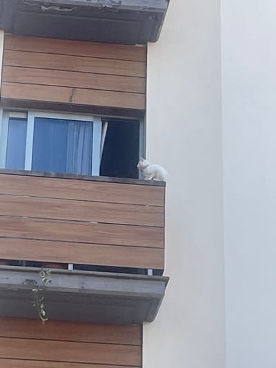 A white domestic cat is observed perched on the upper edge of a balcony railing in Icod De Los Vinos, Spain. The cat, appearing light-colored, is seated in a crouched position, facing towards the right side of the frame, looking outwards. The balcony features a railing constructed of horizontal wood-effect slats. To the left of the cat is a multi-pane window with a light-colored frame; its right pane is partially open, revealing a dark interior space. Above the window, a dark architectural overhang or awning is present. The building's exterior wall to the right of the balcony is a plain, light-colored surface. Below the main balcony railing, a darker, possibly concrete or metal, ledge or planter is visible, from which a small green vine hangs downwards. The scene is illuminated by natural light.