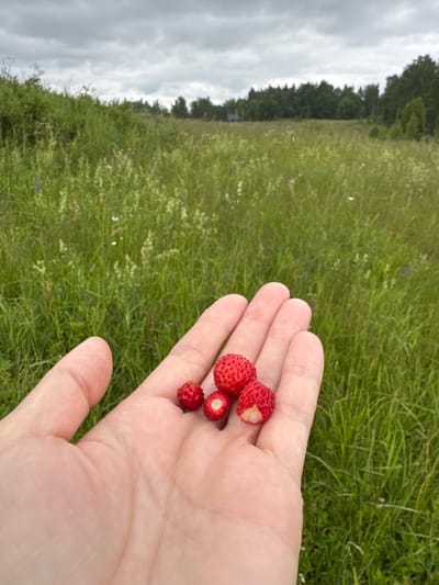 A human hand, with visible palm lines and a light skin tone, holds five small wild strawberries in its palm. The strawberries are red with visible seeds. The background is a field of tall green grass with scattered white and purple wildflowers. In the distance, a line of dark green trees forms the horizon under a cloudy, grey sky. The scene appears to be outdoors in a natural setting, likely a meadow or field. The image was captured in the city of Mars, Russia.