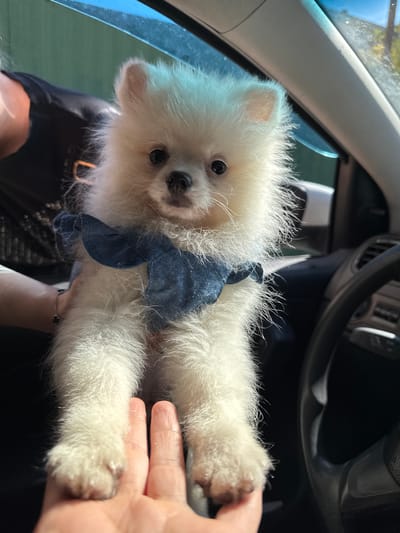 The media file shows a white Pomeranian puppy being held inside a car. The puppy, with its fluffy white fur and dark eyes, is looking towards the camera. It's wearing a small blue bandana tied around its neck. The background reveals parts of the car's interior, including the steering wheel and dashboard, suggesting the car is either parked or moving slowly.
The setting is clearly a car interior, likely during the daytime due to the bright lighting and visible sunlight filtering through the car window on the left side of the frame. The outdoor scene visible through the window suggests it's a sunny day. The puppy appears alert and possibly excited, or perhaps a bit curious about its surroundings. The hand holding the puppy is visible in the lower right portion of the frame, indicating a person is interacting with the dog. The overall mood is one of warmth and companionship. There is no visible text in the image. The context provided places the scene in Vesyoloye, Russia.