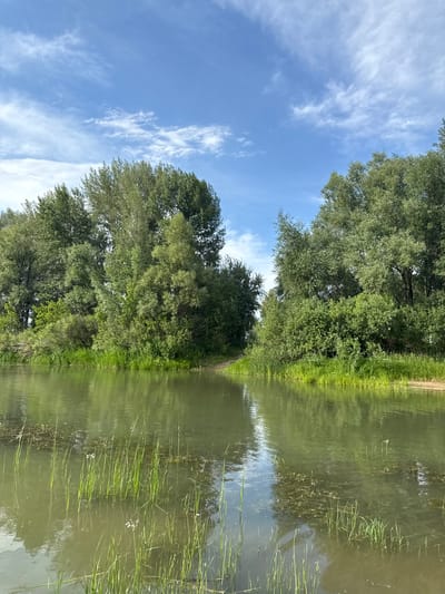 The image depicts a natural scene with a clear blue sky filled with wispy white clouds. A dense line of lush green trees borders a calm body of water on the right side of the frame. The water's surface is partially obscured by reflections of the trees and sky, with some aquatic plants visible, appearing as long, thin green strands. The overall impression is one of tranquility and natural beauty. The scene is likely taking place outdoors during the daytime, with fair weather conditions. There is no visible text in the image. The orientation of the image is landscape, however, the content is presented vertically, as if captured from a boat or by someone standing on a riverbank looking across the water.