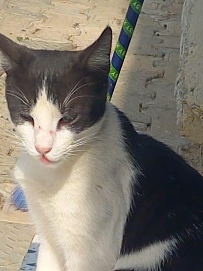 The image captures a black and white domestic cat seated outdoors in Agingi Zion, Nigeria. The cat's head and upper torso are visible, with its face mostly white, featuring black markings above the eyes and on the ears. A white stripe runs down its forehead and nose to a pink muzzle. The cat's nose is pink with a small dark spot on its left side, and a tiny tip of a pink tongue is slightly exposed. Its eyes are partially closed. The chest and underside are white, while the back and sides are black with a distinct white streak on the lower body. In the background, to the cat's left, a blue and green striped pole or stick with repeated 'SY KAS' lettering is visible, positioned vertically. Behind this, a light-colored, textured wall or pillar with horizontal indentations is present. The immediate ground surface is light-colored and uneven.