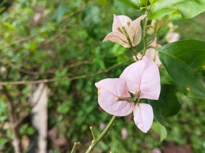 This image depicts a close-up of two clusters of Bougainvillea bracts on a plant stem, set against a blurred green foliage background. The central and most prominent cluster features three light pink, papery bracts surrounding small green florets. A second cluster, with paler, almost white bracts and green florets, is visible above and to the left. The plant's thin stem and various green leaves, some in focus and some blurred, are visible, with some leaves showing minor blemishes. The background consists entirely of indistinct green vegetation, consistent with an outdoor garden or natural area. No individuals, animals, or discernible man-made structures are present. The scene is illuminated by natural light. This image is presented as being located in Suối Đục, Vietnam.
