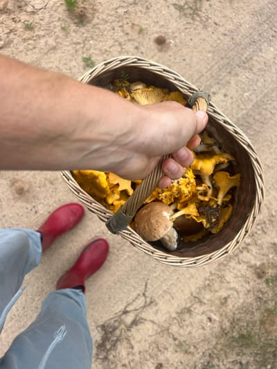 A high-angle view captures a person's upper body from the waist down, holding a woven wicker basket filled with freshly gathered mushrooms, located in the city of Strigailiškis, Lithuania. A fair-skinned right arm and hand firmly grasp the central twisted handle of the elongated, light brown wicker basket. The basket contains a significant quantity of bright yellow-orange chanterelle mushrooms (Cantharellus cibarius) mixed with at least two larger, light brown capped, white-stemmed bolete mushrooms (likely Boletus edulis), along with some adhering soil and minor organic debris. Below the basket, the person's lower legs are visible, clad in loose-fitting light blue trousers and distinctive bright red rubber boots. The ground surface is a light brown, irregular dirt or sandy path, exhibiting scattered small green plant growth and darker, possibly moist, patches. The scene suggests recent mushroom foraging activity.