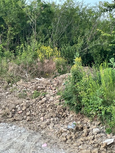 The image depicts a close-up view of a debris-strewn area at the edge of a wooded landscape. In the foreground, loose soil and rocks dominate the scene, with visible tire tracks on a gravelly surface. Interspersed within the soil and rocks are pieces of discarded material, including plastic sheeting, white ceramic fragments, and other unspecified debris. A small pink wrapper is visible near the bottom center.
Further back, a dense growth of green foliage, including bushes and trees, forms a natural barrier. Among the greenery, a patch of bright yellow flowers stands out. Several dry, brittle branches are also present, some appearing to have fallen from the surrounding trees. The overall impression is one of an unmanaged, possibly construction or demolition site, adjacent to natural vegetation. There are no people or animals visible in the image. The sky is not prominently visible. The setting is within the city of Bârnova, Romania, based on the provided location context.
