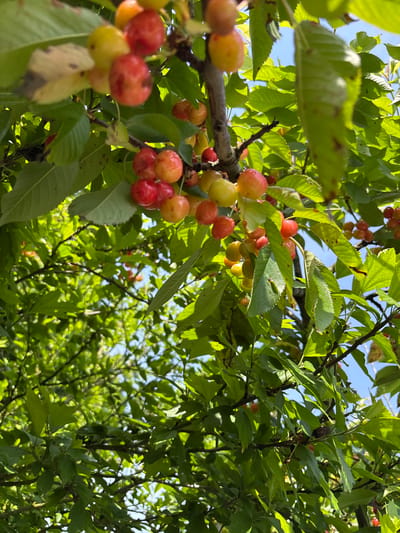 The image shows a close-up view of a cherry tree branch laden with ripening cherries in Pchelnik, Bulgaria. The cherries are a mix of yellow and red, indicating varying stages of ripeness. Green leaves surround the cherries and fill the background, with glimpses of a bright blue sky. The overall scene suggests a sunny day in an orchard or garden setting in Pchelnik.