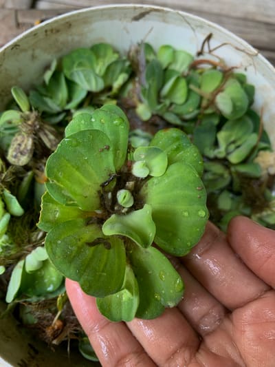 A close-up, overhead shot shows a person's hand holding a cluster of water lettuce (Pistia stratiotes) in a dirty white bucket. The water lettuce leaves are bright green, some with water droplets, and the roots are visible, appearing brown and stringy. The bucket's rim is visible at the top and left of the frame. The background is blurred, showing more of the water lettuce and a wooden surface. This image was captured in Karangkemiri, Indonesia.
