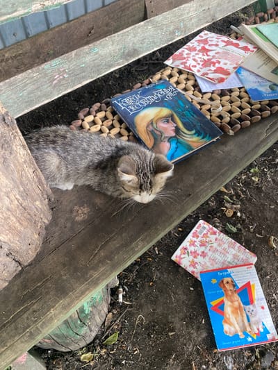 A tabby kitten is lying on a wooden bench in an outdoor setting, near a cluster of acorns. Beside the kitten are several books and notebooks. One book, with a cover depicting a blonde woman with flowing hair, is open. Another notebook has a floral pattern. A blue notebook with images of a golden retriever and a kitten sits on the ground next to the bench. The environment appears to be a rustic or neglected area, possibly a backyard or park, with visible dirt, dry leaves, and a discarded spark plug. The wooden bench is weathered, with peeling green paint. The overall scene suggests a quiet, perhaps abandoned, location within the city of Lebyazhye, Russia.