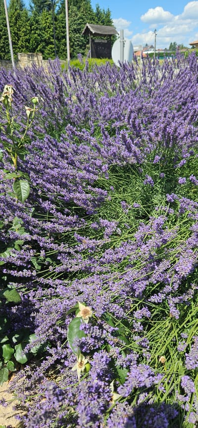 The image depicts a vibrant field of lavender flowers in bloom, densely packed and exhibiting various shades of purple. The flowers are on tall, green stems, creating a lush and textured visual. In the background, several tall evergreen trees form a backdrop, with a wooden structure, possibly a signpost or small shelter, visible amongst them. A bright blue sky with scattered white clouds stretches above. The scene is illuminated by bright sunlight, casting shadows and highlighting the details of the lavender. The location is identified as Cserszegtomaj, Hungary. Several bees are visible on the lavender flowers, engaged in pollination. The foreground shows some wilting flowers and green leaves, indicating the natural cycle of the plants.