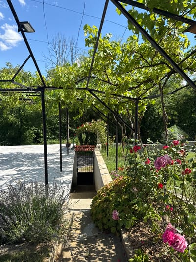 The image depicts a sunlit outdoor area covered by a pergola with lush green grapevines. The pergola's dark metal structure provides shade, casting dappled shadows on a light-colored paved area. To the left, a large bush of lavender with purple blooms is visible. In the foreground and to the right, a vibrant flower bed features several rose bushes with various shades of pink and red roses in bloom. Behind the flowers, a concrete wall runs horizontally, with a black metal gate at the far end, leading to a lower level with a pathway. The background is filled with dense green trees and foliage. The sky is a clear blue with a few white clouds. The scene appears to be a garden or courtyard in a rural or suburban setting. There are no people or animals present in the image. The location is identified as Chavei, Bulgaria.